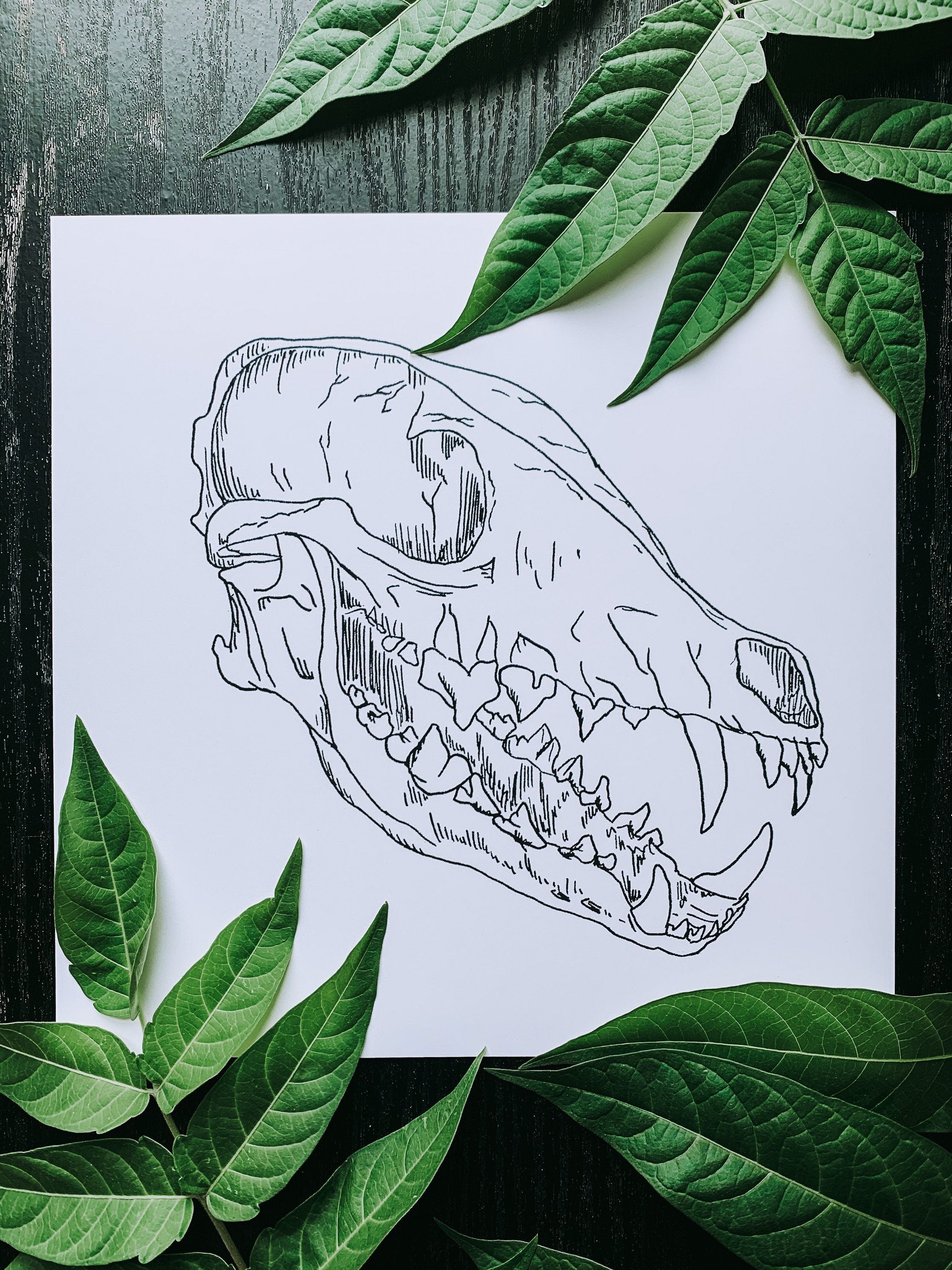 Coyote Skull Archival Print